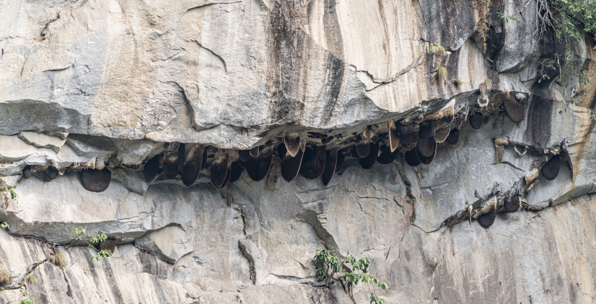 honey hunting nepal