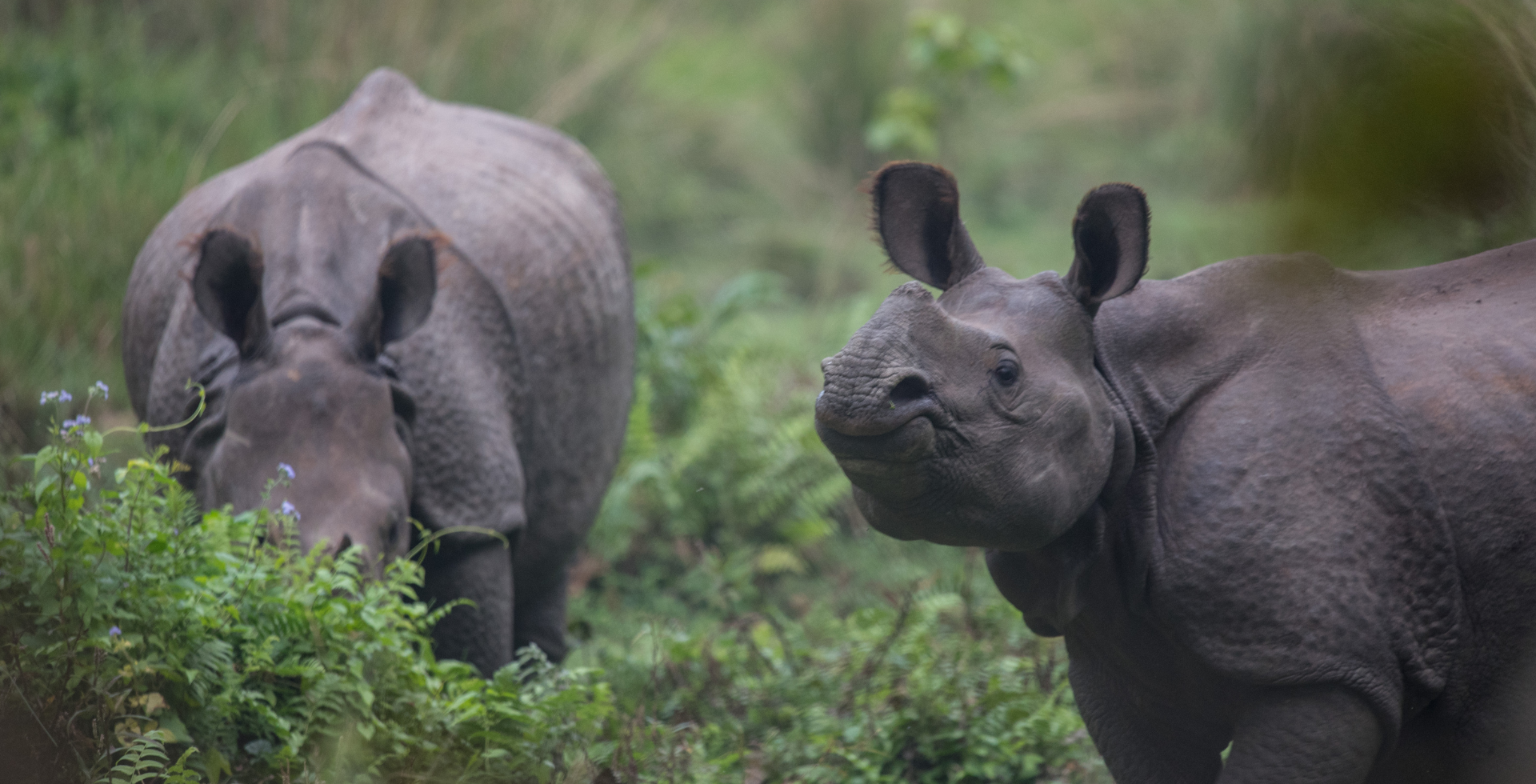 chitwan national park luxury tour