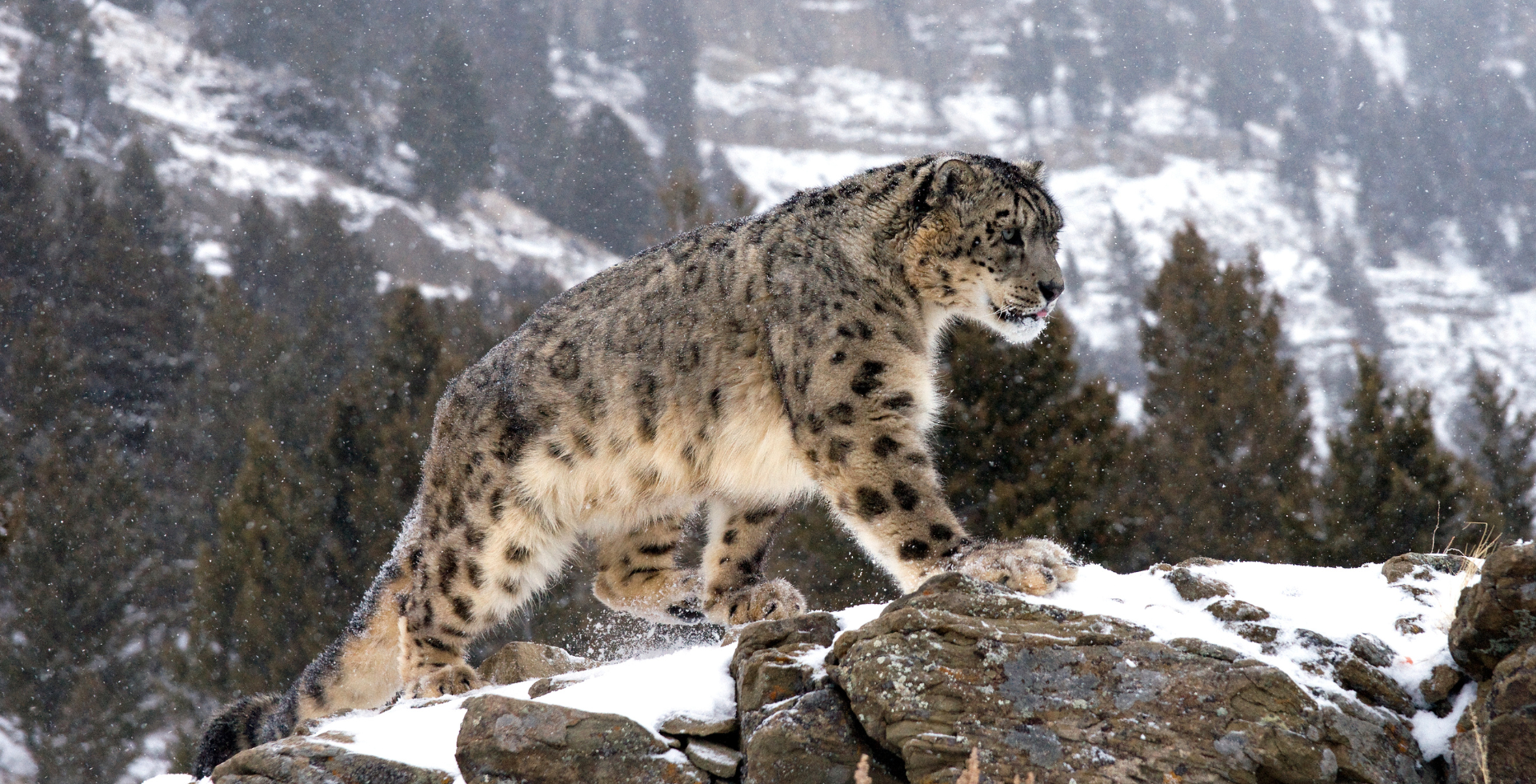 Snow leopard