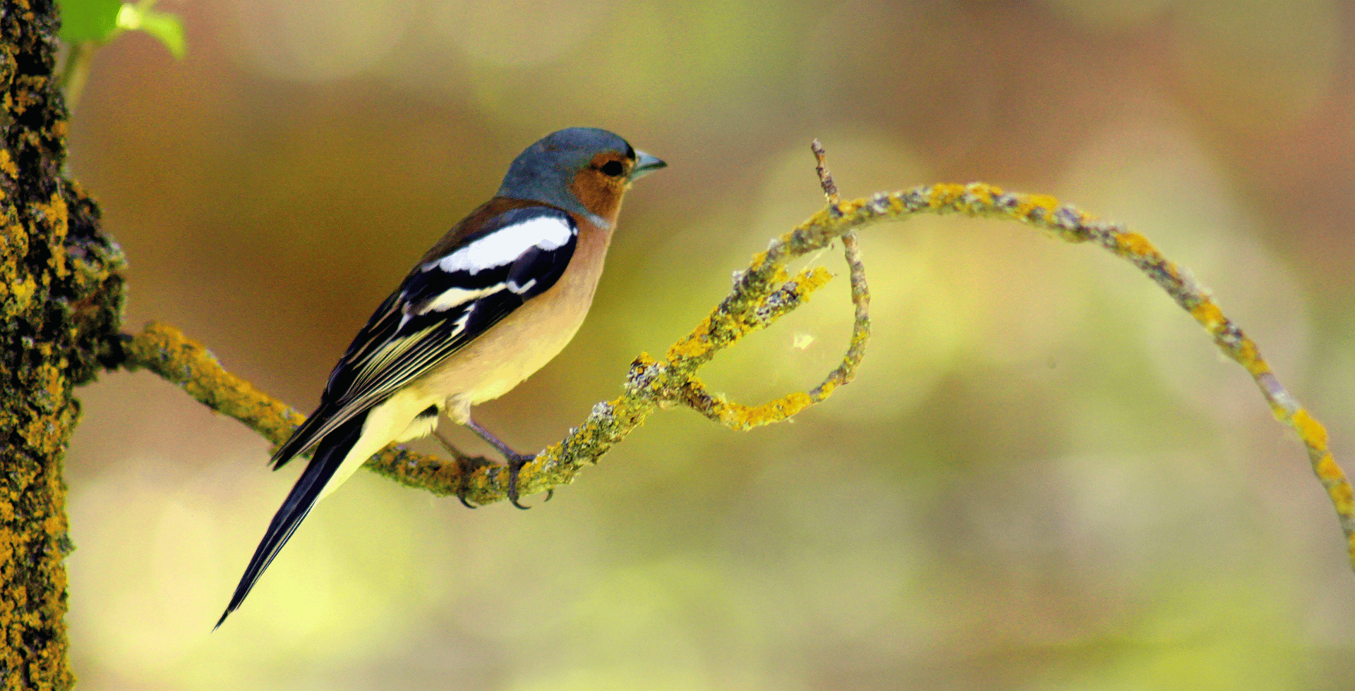 bird-watching-nepal