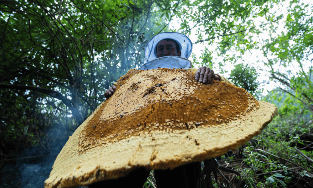 short nepal honey hunting tour from Kathmandu