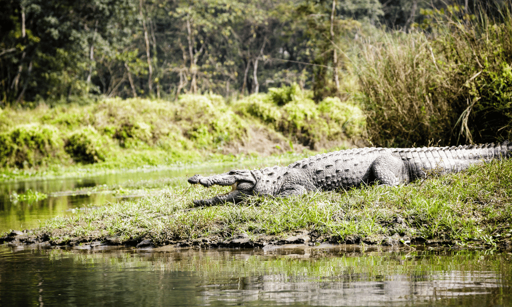 Chitwan jungle safari