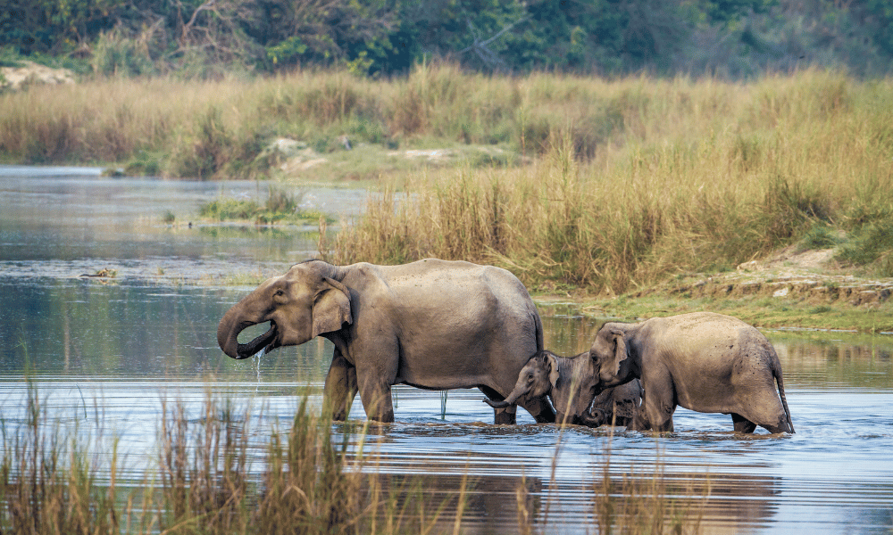 bardia wildlife tour