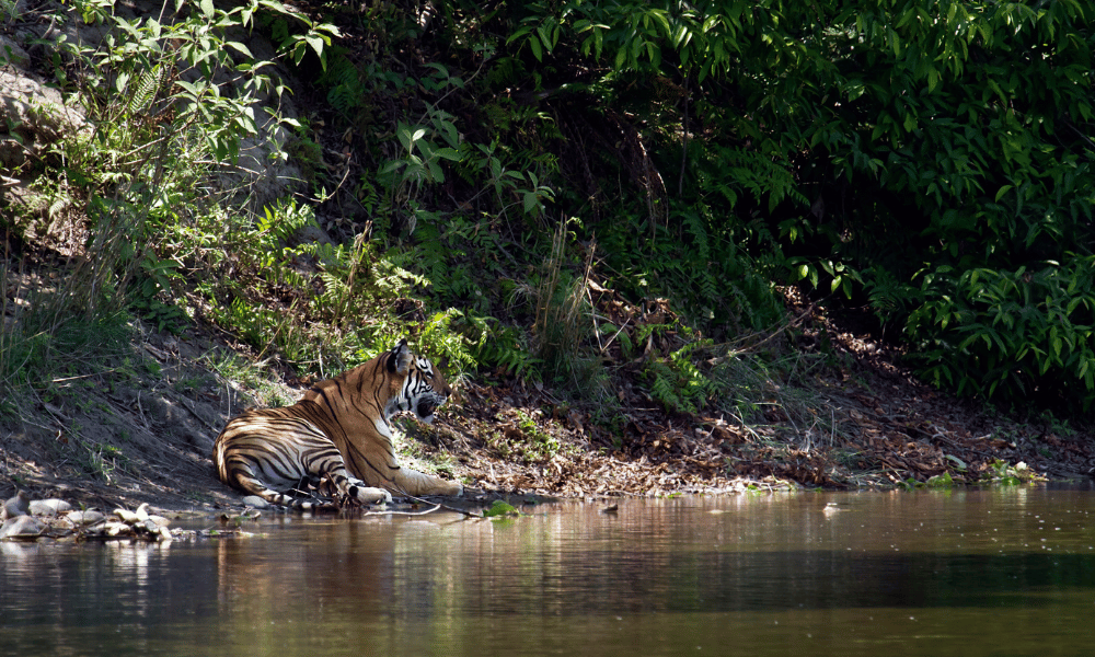 barida tiger safari tour